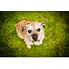 Portrait of a cute dog sitting on a green lawn, looking up