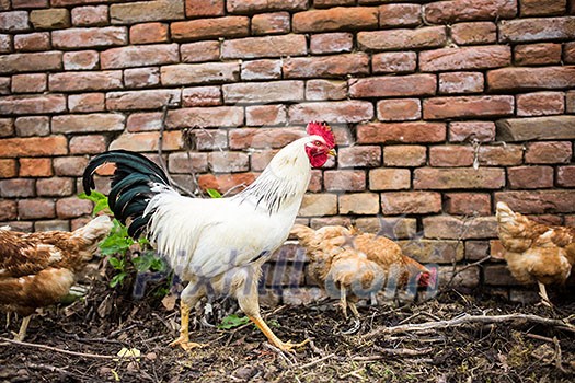Hens in a farmyard (Gallus gallus domesticus) Hens in a farmyard (Gallus gallus domesticus)