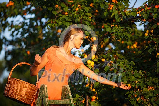 Pretty, young woman picking apricots lit by warm summer evening light (shallow DOF; color toned image) Pretty, young woman picking apricots lit by warm summer evening light (shallow DOF; color toned image)