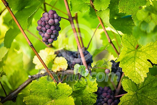 Large bunches of red wine grapes hang from an old vine in warm afternoon light Large bunches of red wine grapes hang from an old vine in warm afternoon light