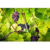 Large bunches of red wine grapes hang from an old vine in warm afternoon light