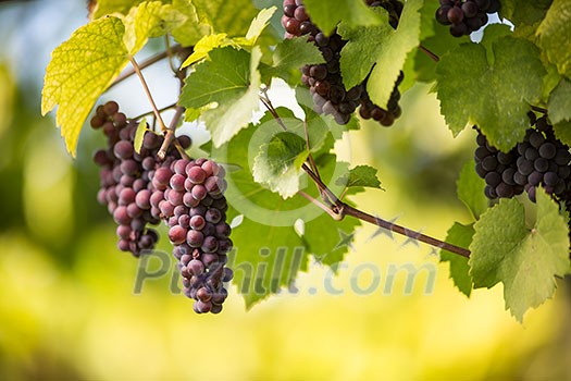 Large bunches of red wine grapes hang from an old vine in warm afternoon light Large bunches of red wine grapes hang from an old vine in warm afternoon light
