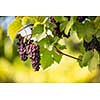 Large bunches of red wine grapes hang from an old vine in warm afternoon light