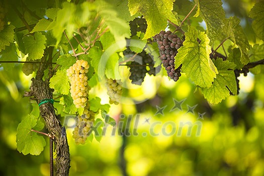 Large bunches of red wine grapes hang from an old vine in warm afternoon light (shallow DOF; color toned image) Large bunches of red wine grapes hang from an old vine in warm afternoon light (shallow DOF; color toned image)