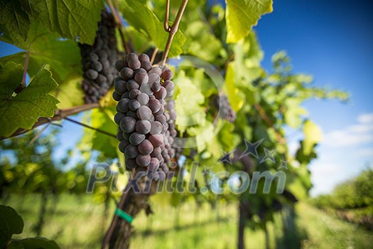 Large bunches of red wine grapes hang from an old vine in warm afternoon light Large bunches of red wine grapes hang from an old vine in warm afternoon light
