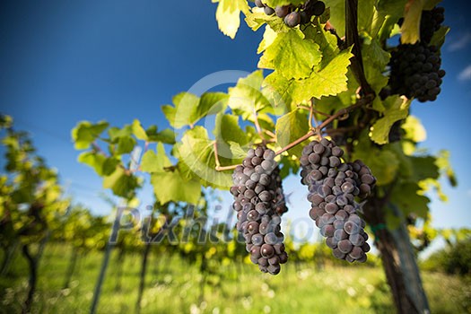 Large bunches of red wine grapes hang from an old vine in warm afternoon light Large bunches of red wine grapes hang from an old vine in warm afternoon light