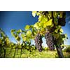 Large bunches of red wine grapes hang from an old vine in warm afternoon light