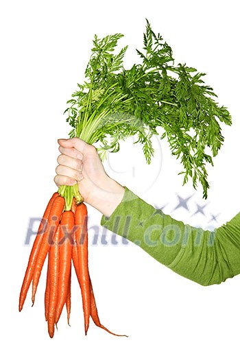 Woman's hand holding bunch of whole fresh organic orange carrots Woman's hand holding bunch of whole fresh organic orange carrots