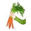 Woman's hand holding bunch of whole fresh organic orange carrots