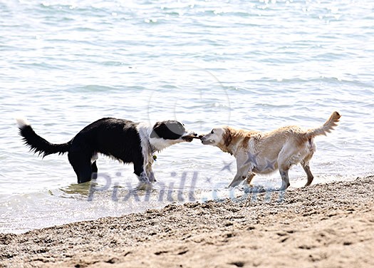 Two dogs playing tug of war with stick on the beach Two dogs playing tug of war with stick on the beach