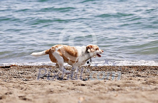 Small wet dog running along a sandy beach Small wet dog running along a sandy beach