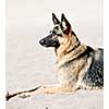 Healthy German Shepherd dog lying on sandy beach