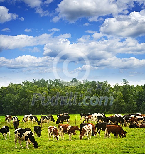 Cows grazing in a green pasture on sustainable small scale farm Cows grazing in a green pasture on sustainable small scale farm