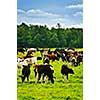 Cows grazing in a green pasture on sustainable small scale farm