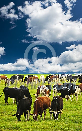Cows grazing in a green pasture on sustainable small scale farm Cows grazing in a green pasture on sustainable small scale farm
