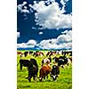 Cows grazing in a green pasture on sustainable small scale farm