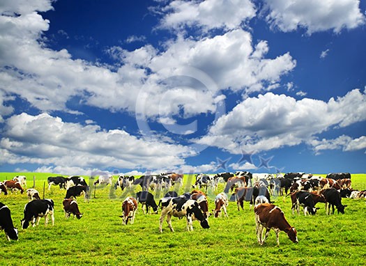 Cows grazing in a green pasture on sustainable small scale farm Cows grazing in a green pasture on sustainable small scale farm