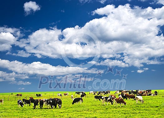 Cows grazing in a green pasture on sustainable small scale farm Cows grazing in a green pasture on sustainable small scale farm
