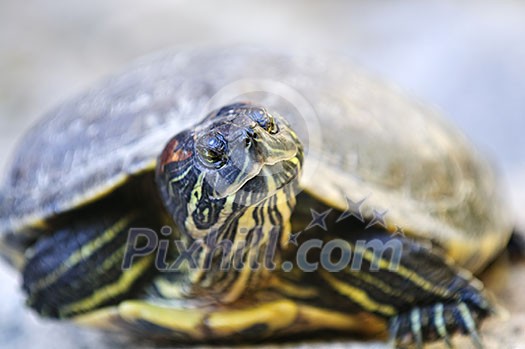 Close up of red eared slider turtle sitting on rock Close up of red eared slider turtle sitting on rock