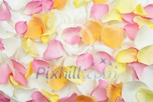 Abstract background of fresh scattered rose petals Abstract background of fresh scattered rose petals