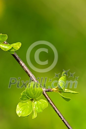 Green spring leaves budding new life in clean environment Green spring leaves budding new life in clean environment