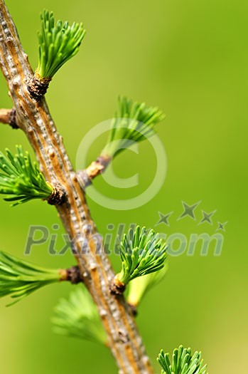 Green spring needles budding new life in clean environment Green spring needles budding new life in clean environment