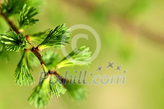 Green spring needles budding new life in clean environment