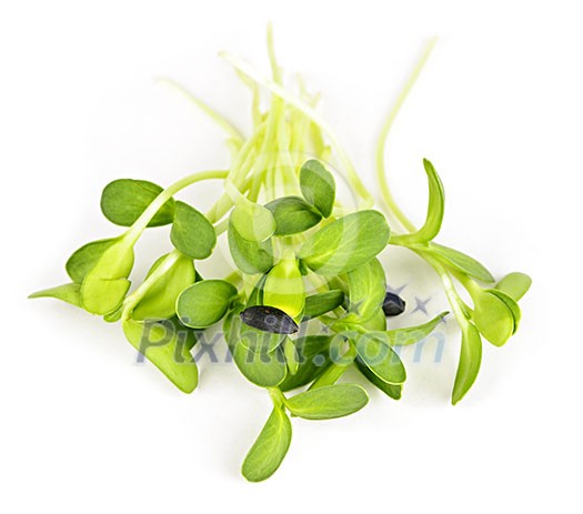 Organic green young sunflower sprouts isolated on white background Organic green young sunflower sprouts isolated on white background