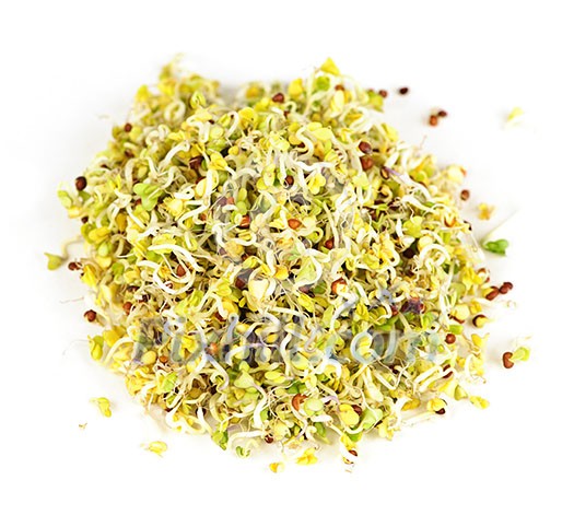 Fresh young alfalfa sprouts isolated on white background Fresh young alfalfa sprouts isolated on white background