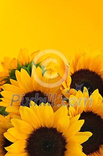 Bouquet of sunflower flowers on yellow background Bouquet of sunflower flowers on yellow background