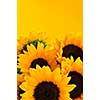 Bouquet of sunflower flowers on yellow background
