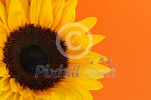 Close up of sunflower flower on orange background Close up of sunflower flower on orange background