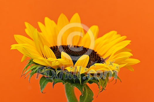 Close up of sunflower flower on orange background Close up of sunflower flower on orange background