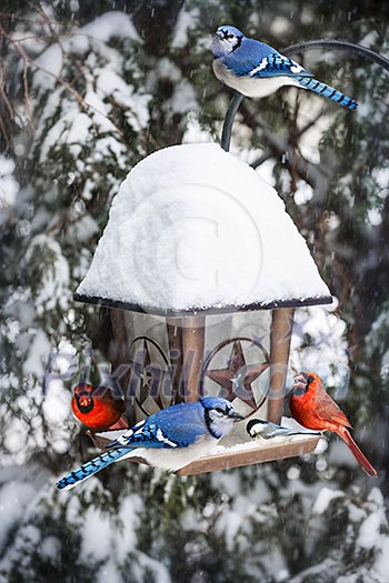 Bird feeder in winter with blue jays and cardinals Bird feeder in winter with blue jays and cardinals
