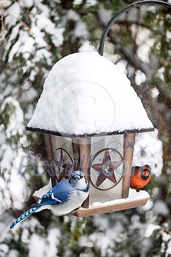 Blue jay and cardinal birds on bird feeder in winter Blue jay and cardinal birds on bird feeder in winter