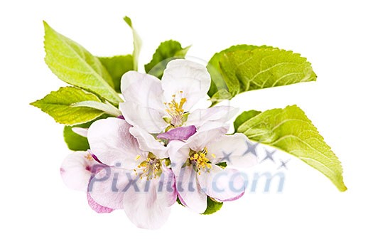 Closeup of pink apple blossoms isolated on white background