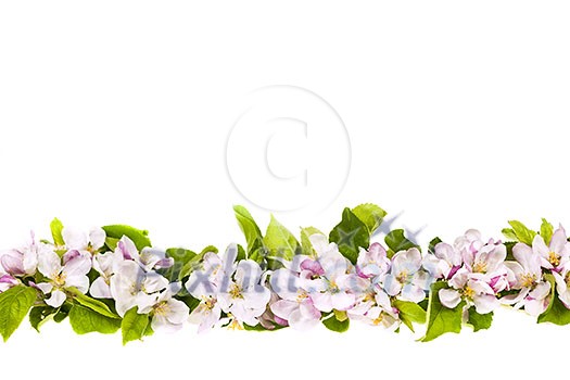Border of pink apple blossoms row isolated on white background