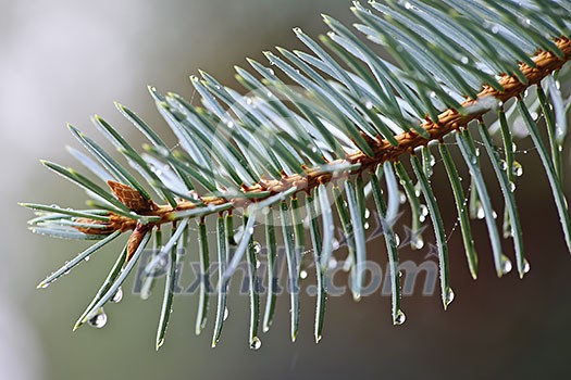 Closeup of blue spruce tree branch with needles and dew drops Closeup of blue spruce tree branch with needles and dew drops