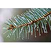 Closeup of blue spruce tree branch with needles and dew drops