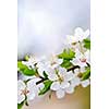 CLoseup of white spring cherry blossom flowers on branch