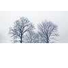 Winter scene of leafless trees in fog