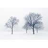 Winter scene of leafless trees in fog