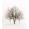 Winter scene of leafless trees in fog sepia tone