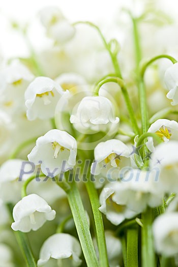 Lily of the valley delicate flowers macro closeup Lily of the valley delicate flowers macro closeup