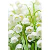 Lily of the valley delicate flowers macro closeup