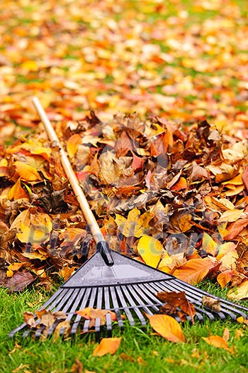 Pile of fall leaves with fan rake on lawn Pile of fall leaves with fan rake on lawn