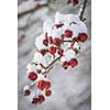Red crab apples on branch with heavy snow in winter