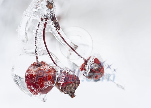Three red crab apples on branch frozen with ice in winter, close up Three red crab apples on branch frozen with ice in winter, close up