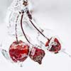 Three red crab apples on branch frozen with ice in winter, close up, square format