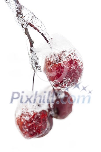 Bunch of red crab apples frozen and covered with ice on snowy branch in winter isolated on white background Bunch of red crab apples frozen and covered with ice on snowy branch in winter isolated on white background